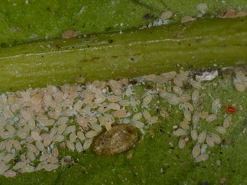Aleyrodidae?